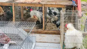 Fotorelacja z IV Redyku Mazurskiego, 04 października 2025 r. - zdjęcie 13