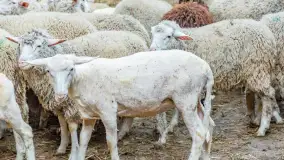 Fotorelacja z IV Redyku Mazurskiego, 04 października 2025 r. - zdjęcie 82