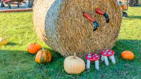 Dyniowy Port w Ogonkach, odkryj barwy jesieni na Mazurach - zdjęcie 28