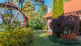 Jesienna wersja Ognistego Ptaka w Ogonkach, październik 2025 r. - zdjęcie 23