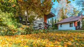 Jesienna wersja Ognistego Ptaka w Ogonkach, październik 2025 r. - zdjęcie 1