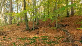 Jesień w Rezerwacie Przyrody Krutynia, październik 2025 r. - zdjęcie 11