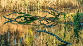 Jesień w Rezerwacie Przyrody Krutynia, październik 2025 r. - zdjęcie 33