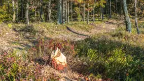 Mazurska jesień nad jeziorem Wesołek, październik 2025 r. - zdjęcie 21