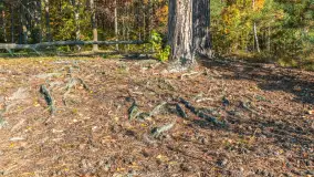 Mazurska jesień nad jeziorem Wesołek, październik 2025 r. - zdjęcie 27
