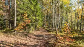 Mazurska jesień nad jeziorem Wesołek, październik 2025 r. - zdjęcie 40