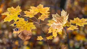 Spacer po Lesie Miejskim w Giżycku, listopad 2025 r. - zdjęcie 40