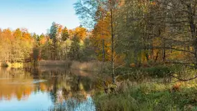 Spacer po Lesie Miejskim w Giżycku, listopad 2025 r. - zdjęcie 51