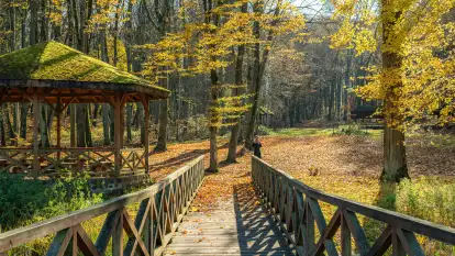 Spacer po Lesie Miejskim w Giżycku, listopad 2025 r.