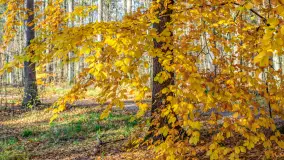 Spacer po Lesie Miejskim w Giżycku, listopad 2025 r. - zdjęcie 42