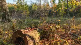 Jesień w Rezerwacie Przyrody Sztynort, październik 2025 r. - zdjęcie 14