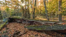 Jesień w Rezerwacie Przyrody Sztynort, październik 2025 r. - zdjęcie 4