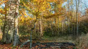 Jesień w Rezerwacie Przyrody Sztynort, październik 2025 r. - zdjęcie 40