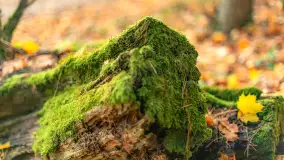 Końcówka mazurskiej, złotej jesieni, listopad 2025 r. - zdjęcie 23