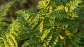 Końcówka mazurskiej, złotej jesieni, listopad 2025 r. - zdjęcie 10