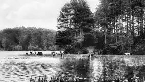 Wkrótce ożywimy AI pocztówki z Rucianego Nidy / Niedersee, wracamy do przeszłości - zdjęcie 61