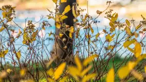 Końcówka jesieni w Pięknym Brzegu, nad jeziorem Święcajty, listopad 2025 r. - zdjęcie 13