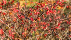 Końcówka jesieni w Pięknym Brzegu, nad jeziorem Święcajty, listopad 2025 r. - zdjęcie 19