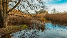 Końcówka jesieni przy śluzie Przerwanki, listopad 2025 r. - zdjęcie 13