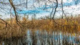 Końcówka jesieni przy śluzie Przerwanki, listopad 2025 r. - zdjęcie 15