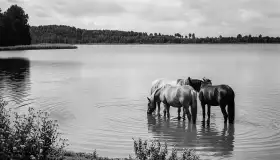 Wkrótce ożywimy AI pocztówki z Mrągowa / Sensburg, wracamy do przeszłości - zdjęcie 95