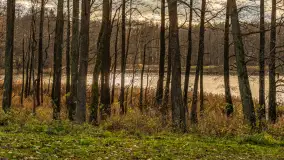 Jezioro Krzywa Kuta między jesienią, a zimą, listopad 2025 r. - zdjęcie 16