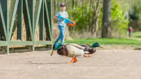 Tężnie Solankowe w Gołdapi, wiosna 2025 r. - zdjęcie 24