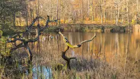 Jesień w lesie miejskim w Giżycku, listopad 2025 r. - zdjęcie 43