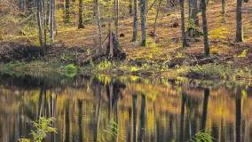 Jesień w lesie miejskim w Giżycku, listopad 2025 r. - zdjęcie 6