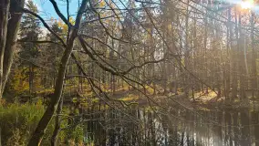 Jesień w lesie miejskim w Giżycku, listopad 2025 r. - zdjęcie 59