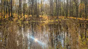 Jesień w lesie miejskim w Giżycku, listopad 2025 r. - zdjęcie 58