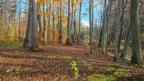 Jesień w lesie miejskim w Giżycku, listopad 2025 r. - zdjęcie 53