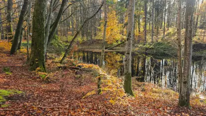 Jesień w lesie miejskim w Giżycku, listopad 2025 r.