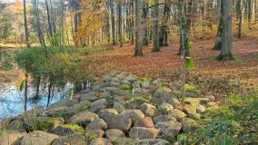 Jesień w lesie miejskim w Giżycku, listopad 2025 r. - zdjęcie 41