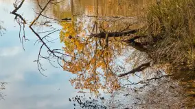 Jesień w lesie miejskim w Giżycku, listopad 2025 r. - zdjęcie 38