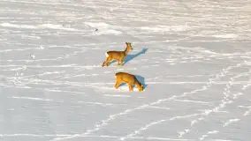 Sarny na mazurskich polach złapane w kadr z drona, styczeń 2026 r. - zdjęcie 1