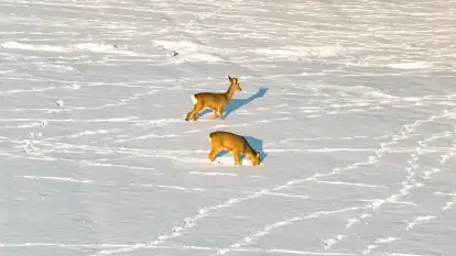Sarny na mazurskich polach złapane w kadr z drona, styczeń 2026 r.