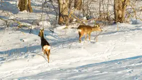 Sarny na mazurskich polach złapane w kadr z drona, styczeń 2026 r. - zdjęcie 8