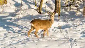 Sarny na mazurskich polach złapane w kadr z drona, styczeń 2026 r. - zdjęcie 13