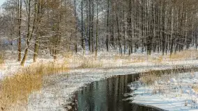 Sapina w okolicach Pozezdrza w zimowej aurze, styczeń 2026 r. - zdjęcie 4