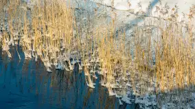 Sapina w okolicach Pozezdrza w zimowej aurze, styczeń 2026 r. - zdjęcie 13