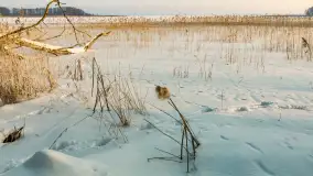 Biała i zimowa wersja mostu Sztynorckiego, styczeń 2026 r. - zdjęcie 21