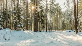 Wschodni brzeg jeziora Gołdopiwo, styczeń 2026 r. - zdjęcie 26