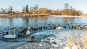 Kaczki i łabędzie w mroźne popołudnie na Pisie, luty 2026 r. - zdjęcie 12