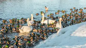 Kaczki i łabędzie w mroźne popołudnie na Pisie, luty 2026 r. - zdjęcie 21
