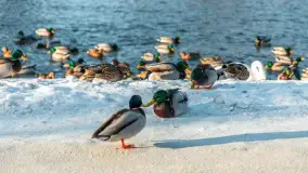 Kaczki i łabędzie w mroźne popołudnie na Pisie, luty 2026 r. - zdjęcie 15