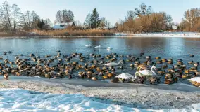 Kaczki i łabędzie w mroźne popołudnie na Pisie, luty 2026 r. - zdjęcie 27