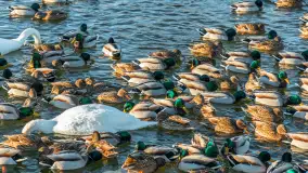 Kaczki i łabędzie w mroźne popołudnie na Pisie, luty 2026 r. - zdjęcie 10