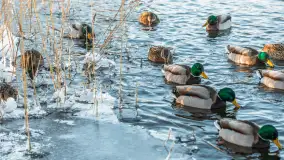 Kaczki i łabędzie w mroźne popołudnie na Pisie, luty 2026 r. - zdjęcie 33