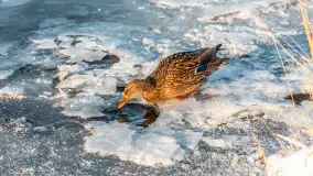 Kaczki i łabędzie w mroźne popołudnie na Pisie, luty 2026 r. - zdjęcie 2